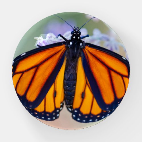 Monarch Butterfly Paperweight