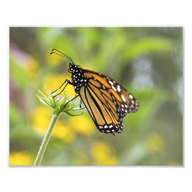Monarch Butterfly Photo (Front)