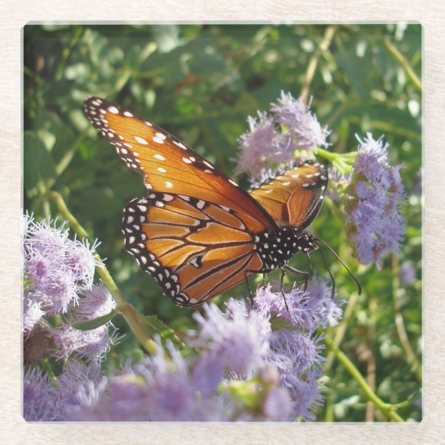 Monarch Butterfly Photo Orange Black Flower Glass Coaster (Front)