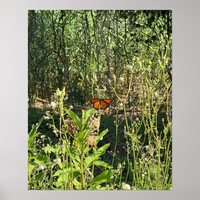 Monarch Butterfly Photo Poster (Front)