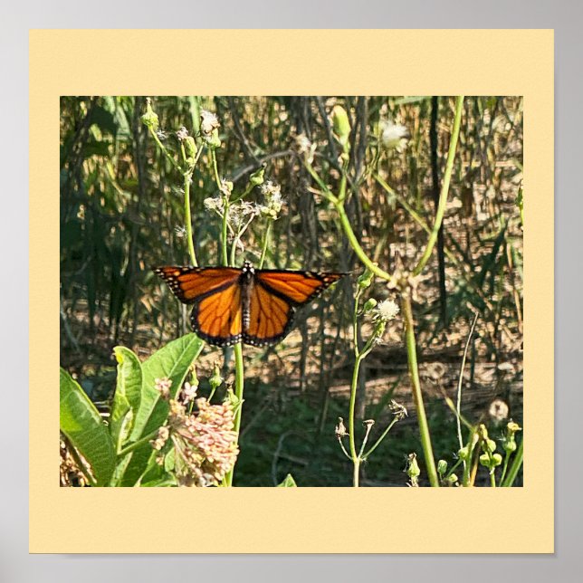 Monarch Butterfly Photo Poster (Front)