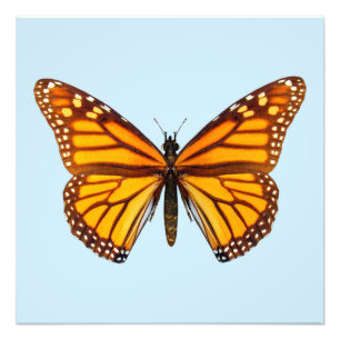 Monarch Butterfly Photo Print