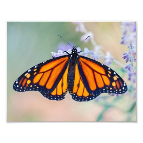 Monarch Butterfly Photo Print