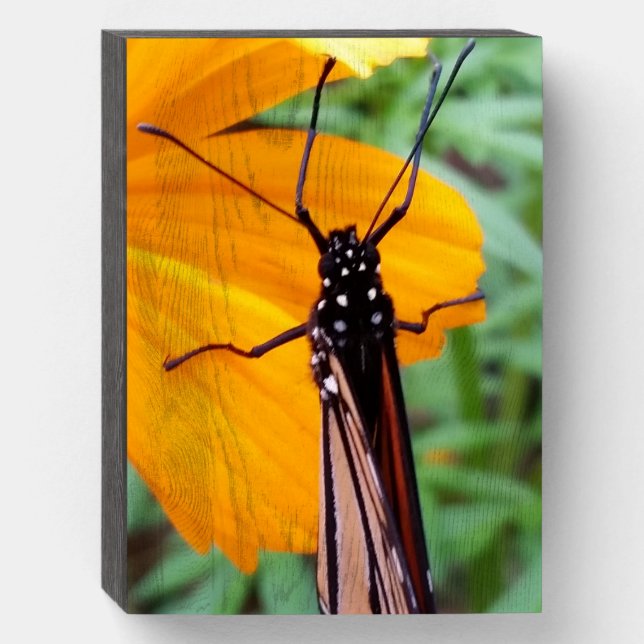 Monarch Butterfly Photograph Wooden Box Sign (Front Vertical)