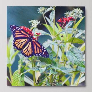 Monarch butterfly photography Wall art unframed Peel And Stick Photo Tile