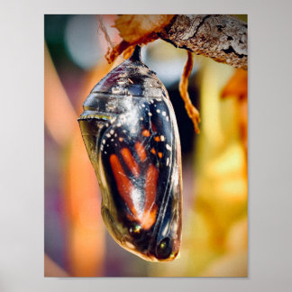 Monarch Butterfly Photography Wall decor Print