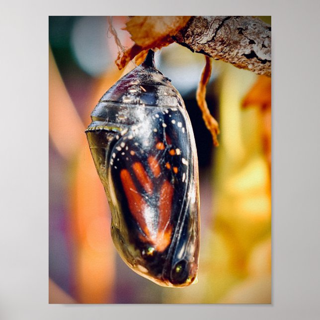 Monarch Butterfly Photography Wall decor Print (Front)