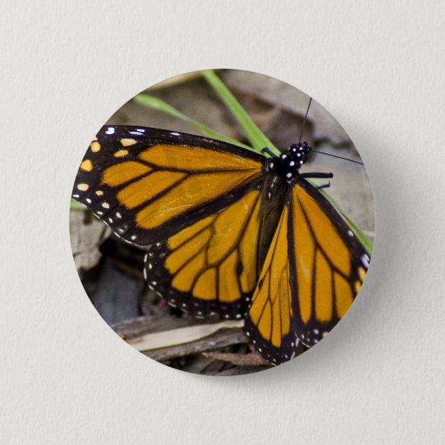 Monarch Butterfly Pinback Button (Front)
