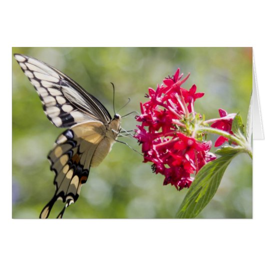 Monarch Butterfly Pink Flower (Front Horizontal)