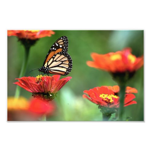 Monarch Butterfly Pollination Photo Print