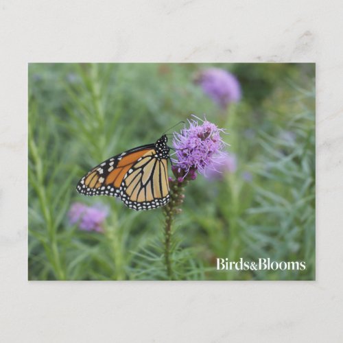 Monarch Butterfly Postcard