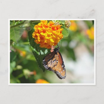 Monarch Butterfly Postcard by chloe1979 at Zazzle