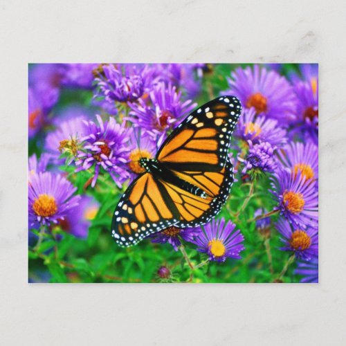 Monarch Butterfly Postcard