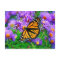 Monarch Butterfly Postcard