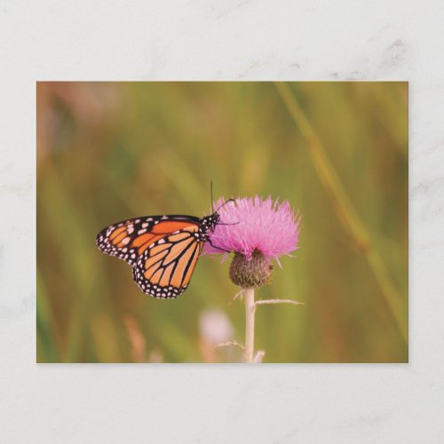 Monarch Butterfly Postcard