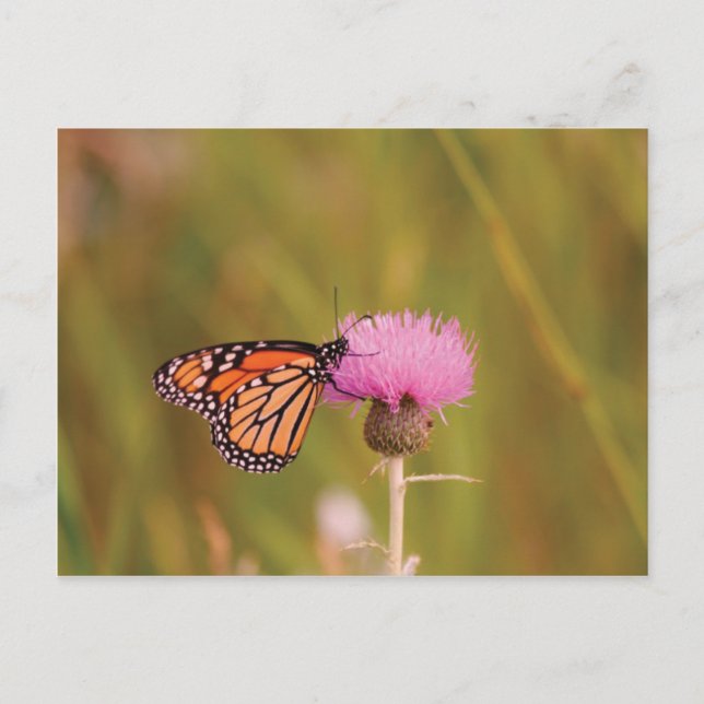 Monarch Butterfly Postcard (Front)