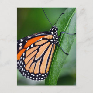 Monarch Butterfly Postcard