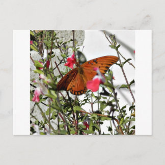 Monarch Butterfly Postcard