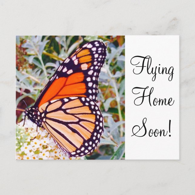 Monarch Butterfly Postcard (Front)