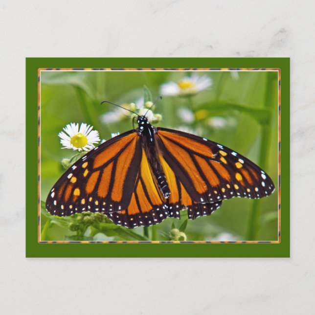 Monarch Butterfly Postcard (Front)