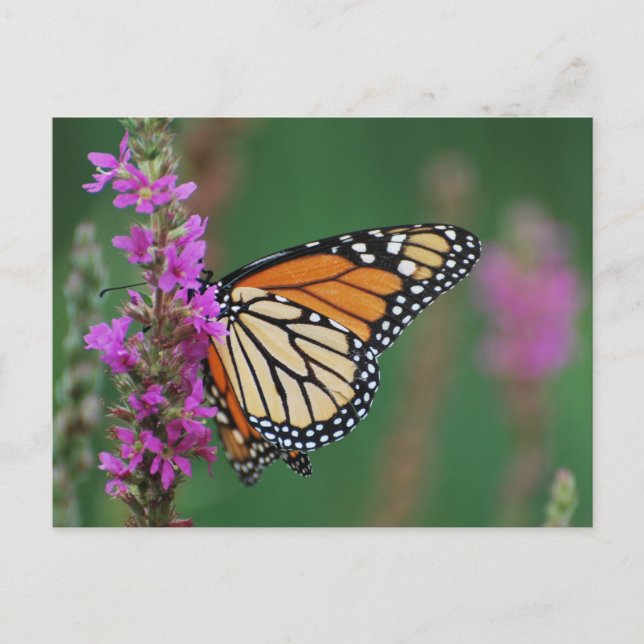 Monarch Butterfly Postcard (Front)