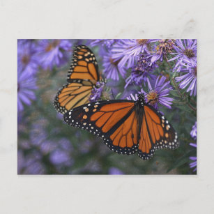 Monarch Butterfly Postcard