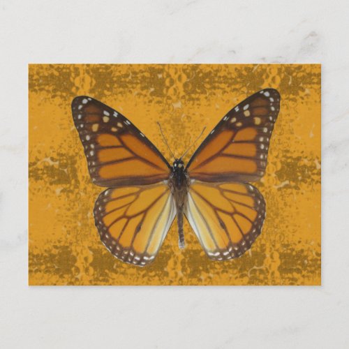 Monarch Butterfly Postcard