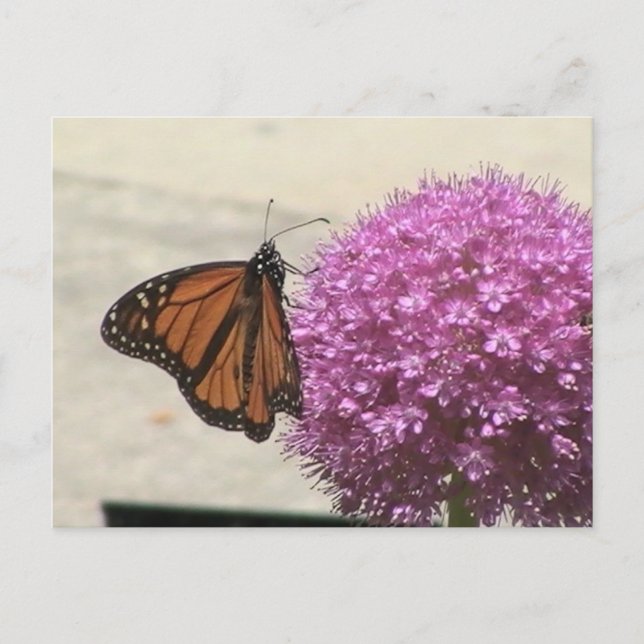 Monarch Butterfly Postcard (Front)