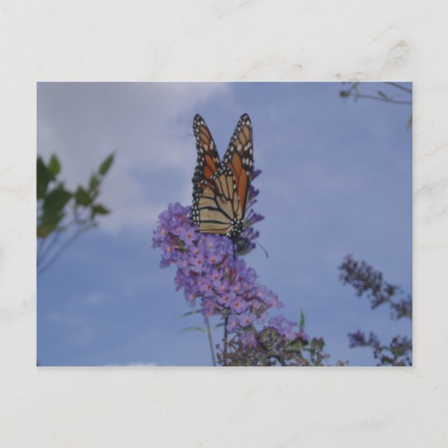 monarch butterfly postcard (Front)