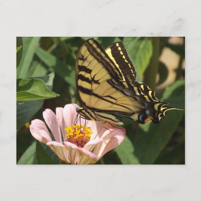 Monarch Butterfly Postcard (Front)