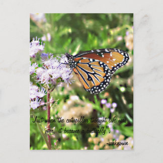 Monarch Butterfly Postcard
