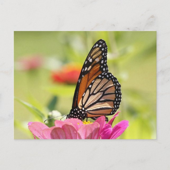 Monarch butterfly postcard (Front)