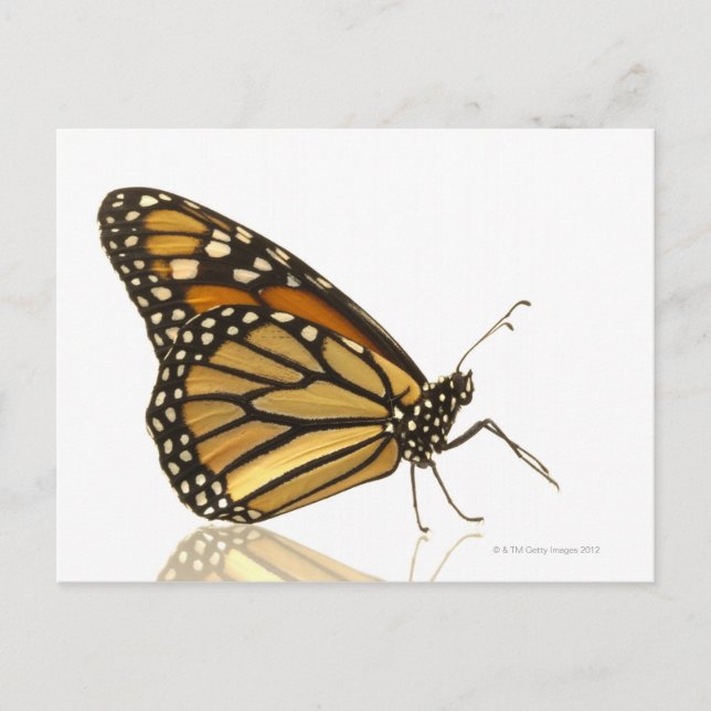 Monarch butterfly postcard (Front)