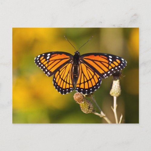 Monarch Butterfly Postcard