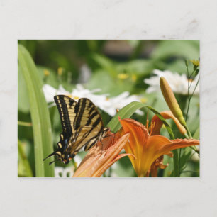 Monarch Butterfly Postcard