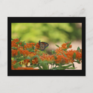Monarch butterfly postcard