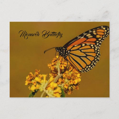 Monarch Butterfly Postcards