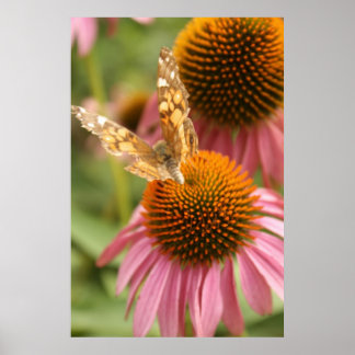 Monarch Butterfly Poster