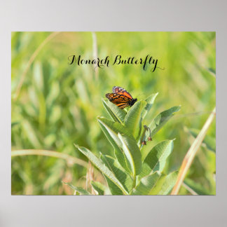 Monarch Butterfly Poster