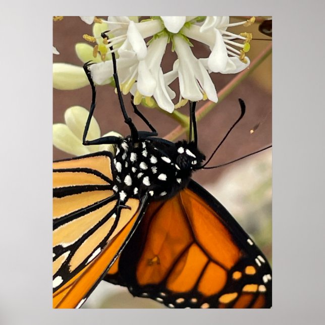 Monarch Butterfly Poster (Front)