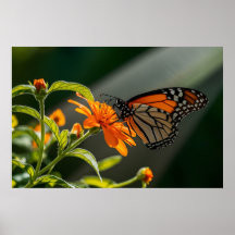 Monarch Butterfly 