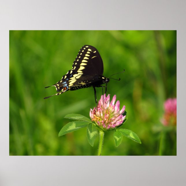 Monarch Butterfly Poster (Front)