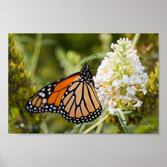 Monarch Butterfly Poster (Front)
