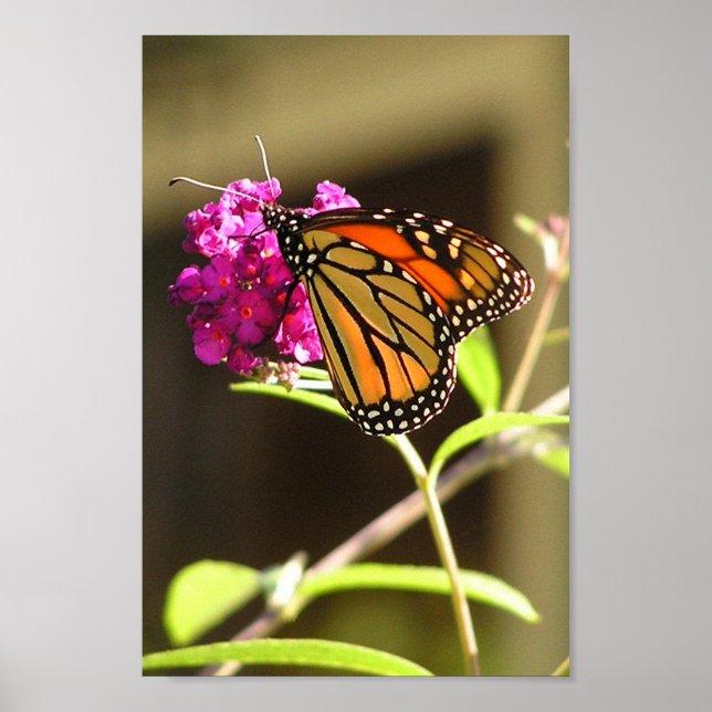 Monarch butterfly poster (Front)