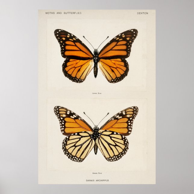 Monarch Butterfly Poster (Front)