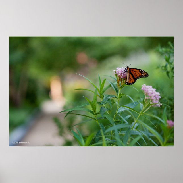 Monarch Butterfly Poster (Front)