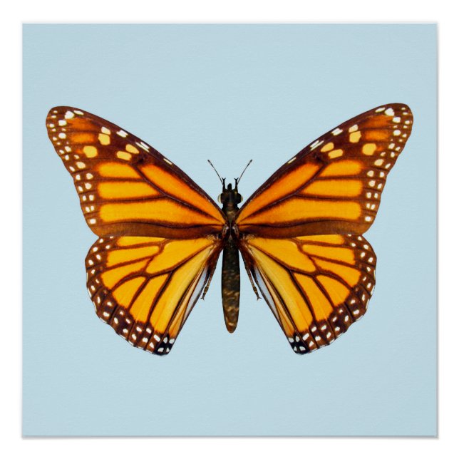 Monarch Butterfly Poster (Front)