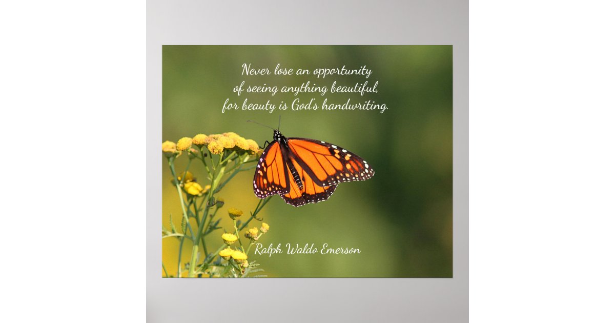 Monarch butterfly poster | Zazzle