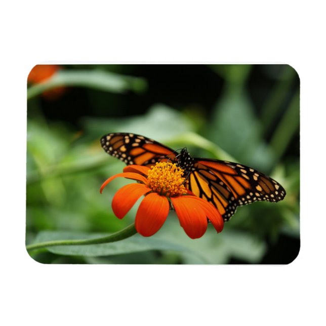 Monarch Butterfly Premium Magnet (Horizontal)