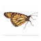 Monarch Butterfly Print